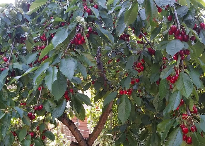 Casona De Apartmán Jerte